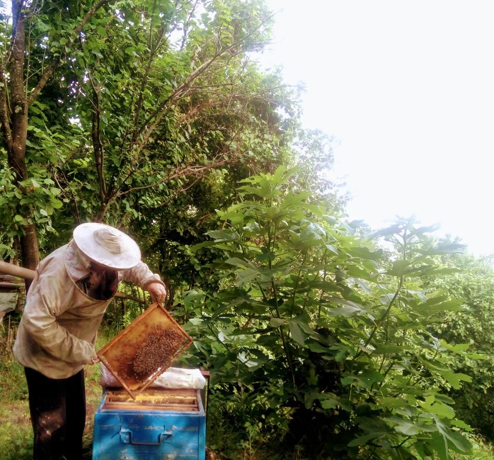 Проживание в семье Beehives Кутаиси-18