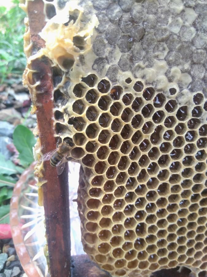 Проживание в семье Beehives Кутаиси-30