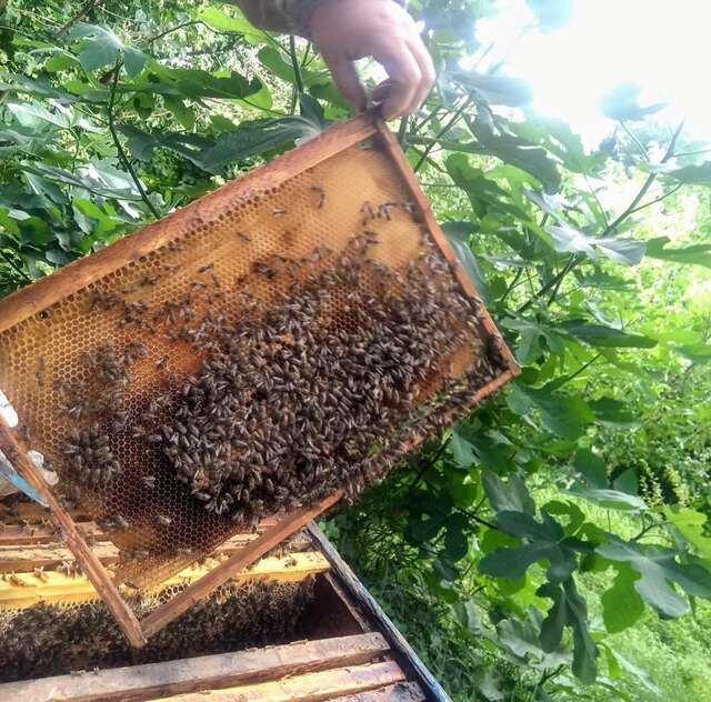 Проживание в семье Beehives Кутаиси-16