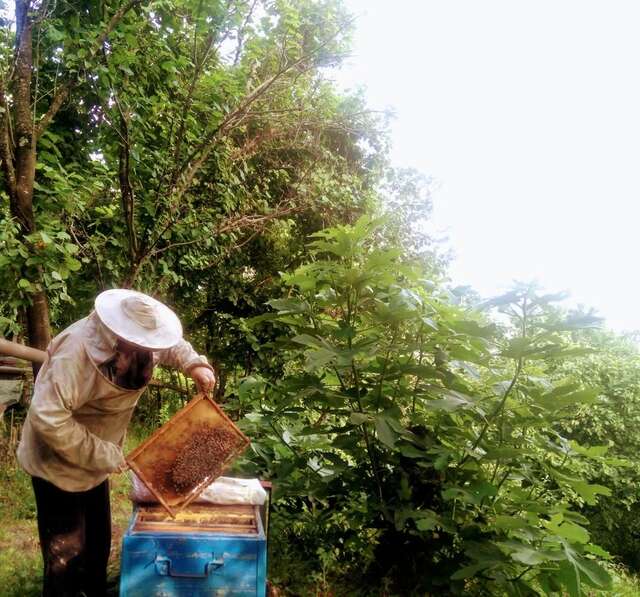 Проживание в семье Beehives Кутаиси-17