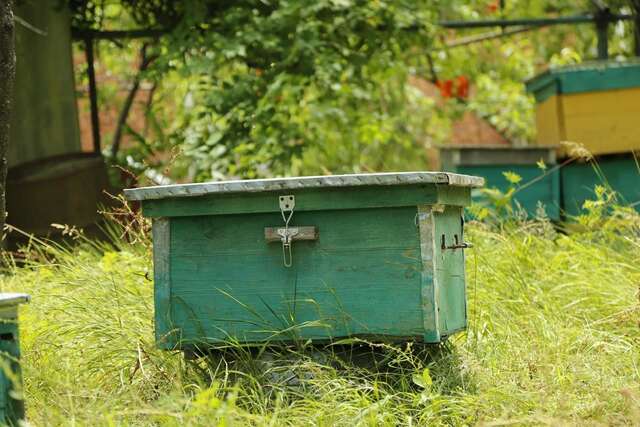 Проживание в семье Beehives Кутаиси-18
