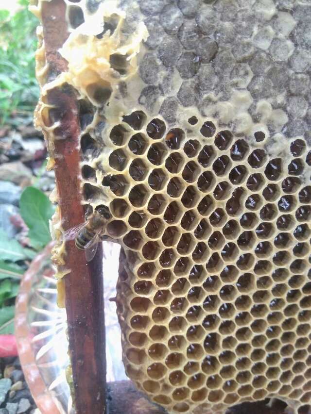 Проживание в семье Beehives Кутаиси-29